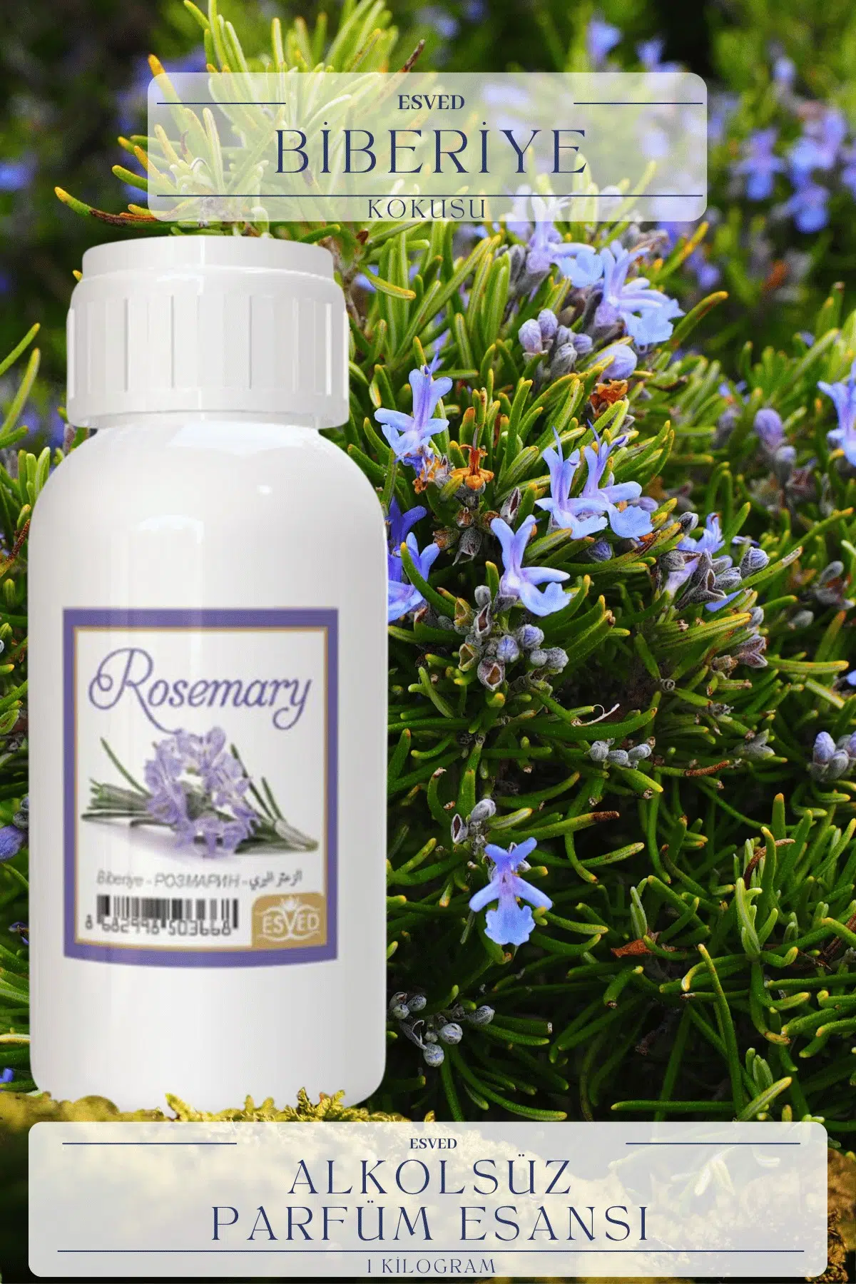 Biberiye Kokusu Toptan Parfüm Esansı 1 Kilogram