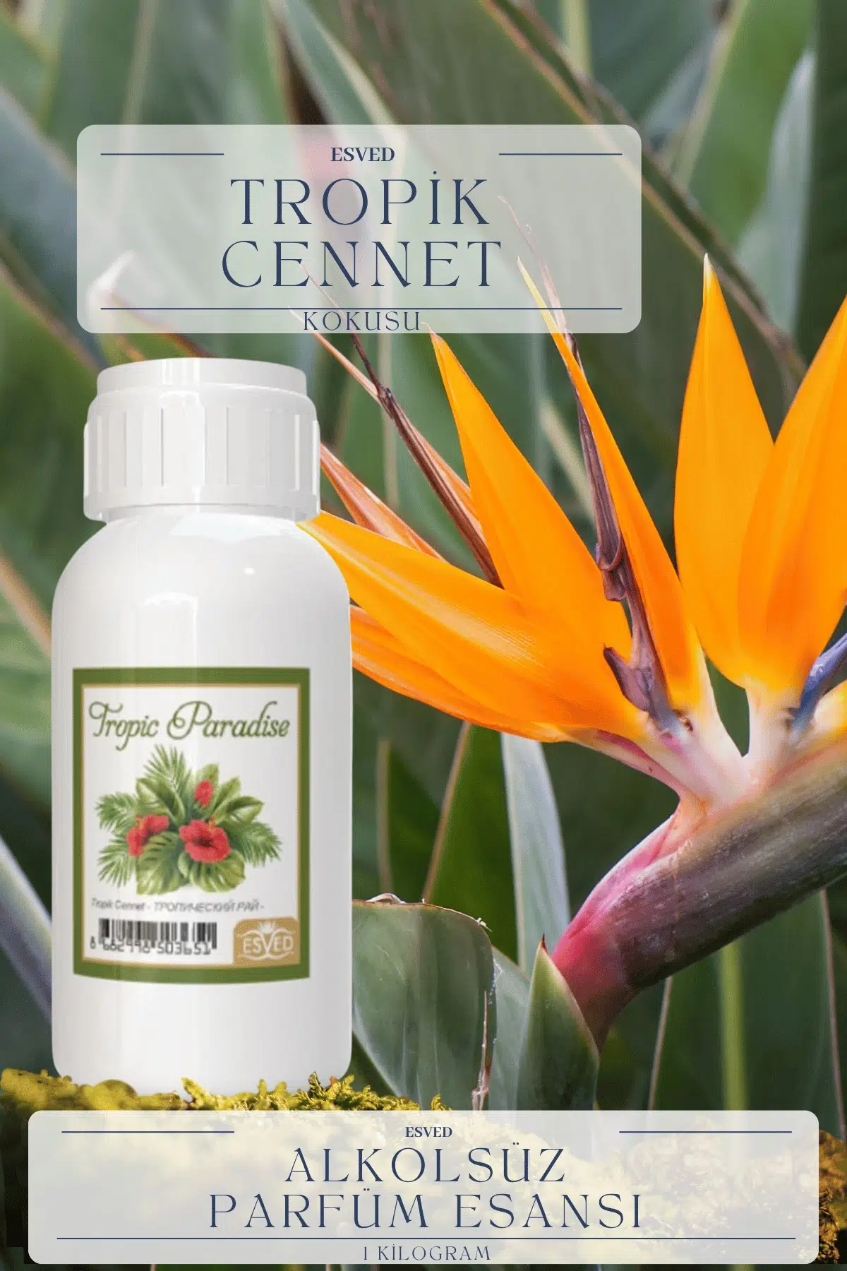 Tropik Cennet Kokusu Toptan Parfüm Esansı 1 Kilogram